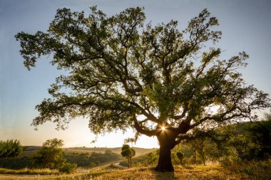 Old Cork oak tree (Quercus suber) in evening sun, Alentejo Portugal Europe clipart