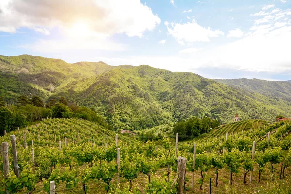 丘陵葡萄园与红酒葡萄在初夏在意大利 — 图库照片