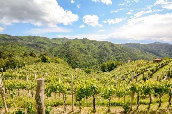 Vinhedos Montanhosos Com Uvas Vinho Tinto Início Verão Itália Europa — Fotografia de Stock