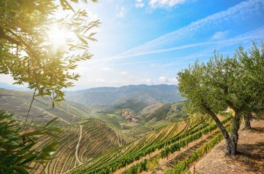 Üzüm bağları ve zeytin ağaçları Lamego, Portekiz Europe yakınındaki Douro Valley