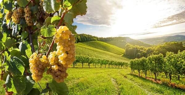 Weinberg Mit Weißweintrauben Spätsommer Vor Der Ernte Der Nähe Eines — Stockfoto