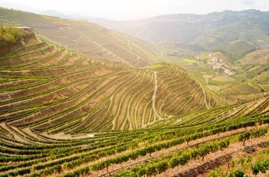 Şarap üretimi için kırmızı şarap üzümlü üzüm bağları Douro vadisi ve Duero nehri yakınlarında, Peso da Regua, Porto Portekiz