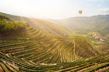 Şarap üretimi için kırmızı şarap üzümlü üzüm bağları Douro vadisi ve Duero nehri yakınlarında, Peso da Regua, Porto Portekiz
