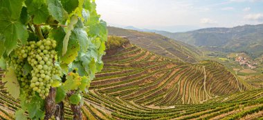 Şarap üretimi için kırmızı şarap üzümlü üzüm bağları Douro vadisi ve Duero nehri yakınlarında, Peso da Regua, Porto Portekiz