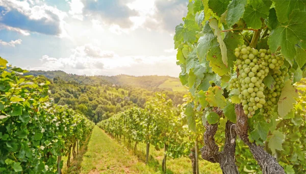 Wijngaarden Een Wijngaard Met Witte Wijndruiven Zomer Heuvelachtig Landbouwlandschap Buurt — Stockfoto