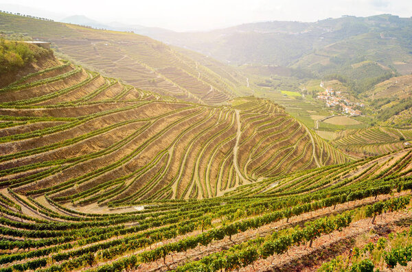 Vineyards with red wine grapes for Port wine production in winery near Douro valley and Duero river, Peso da Regua, Porto Portugal