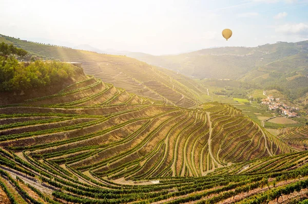 Şarap üretimi için kırmızı şarap üzümlü üzüm bağları Douro vadisi ve Duero nehri yakınlarında, Peso da Regua, Porto Portekiz