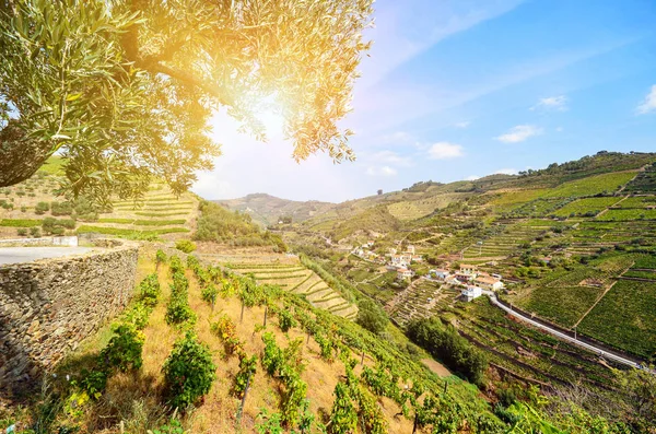 Vinhedos Com Uvas Vinho Tinto Para Produção Vinho Porto Adega — Fotografia de Stock