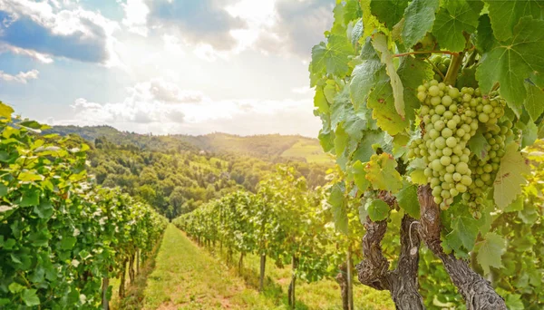 Vinhas Uma Vinha Com Uvas Vinho Branco Verão Paisagem Agrícola Imagem De Stock