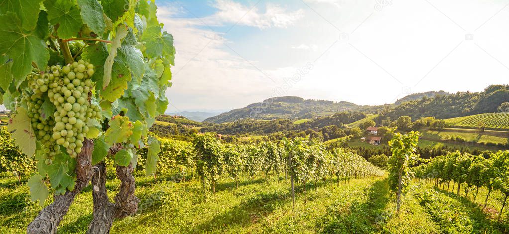 Vines in a vineyard in late summer - Hilly agricultural landscap