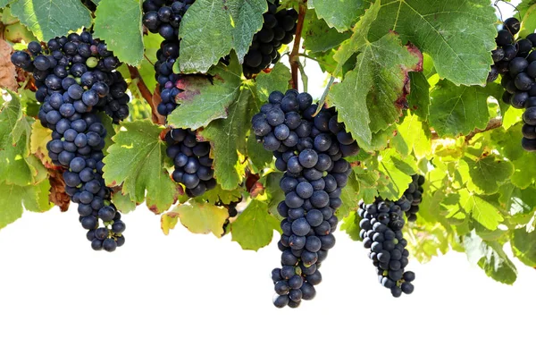 收割前在葡萄园里酿制成熟的红酒葡萄 在葡萄园里品酒 — 图库照片