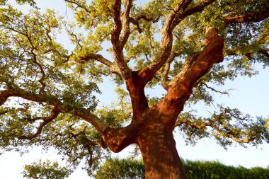Akşam güneşi, Alentejo Portekiz Avrupa bir eski cork meşe ağacı (Quercus suber) hasat gövde