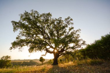 Old Cork oak tree (Quercus suber) in evening sun, Alentejo Portugal Europe clipart
