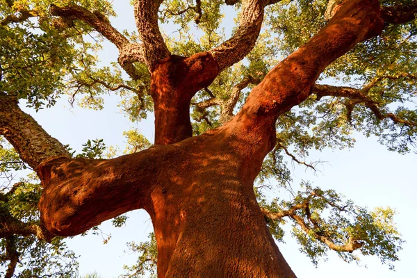 Akşam Güneşi Alentejo Portekiz Avrupa Bir Eski Cork Meşe Ağacı — Stok fotoğraf