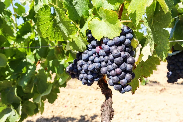 Vinha Com Uvas Vinho Tinto Perto Uma Adega Final Verão — Fotografia de Stock