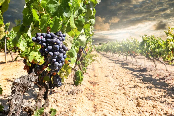 Vinice Červenými Vinnými Hrozny Blízkosti Vinařství Konci Léta Hrozny Před — Stock fotografie