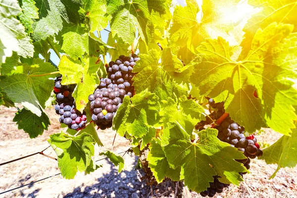 Vinha Com Uvas Vinho Tinto Perto Uma Adega Final Verão — Fotografia de Stock