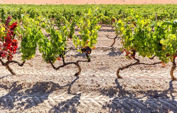 Winnica Czerwonymi Winogronami Pobliżu Winiarni Późnym Latem Winorośle Przed Zbiorami — Zdjęcie stockowe