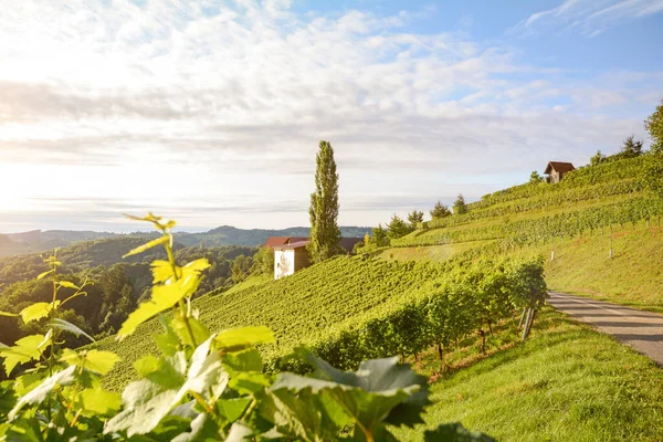 奥地利 一个酿酒厂附近的葡萄园 葡萄酒生产用葡萄 — 图库照片