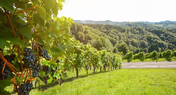 Winnice Winoroślą Produkcji Wina Pobliżu Winnicy Wzdłuż Styryjskiej Drogi Wina — Zdjęcie stockowe