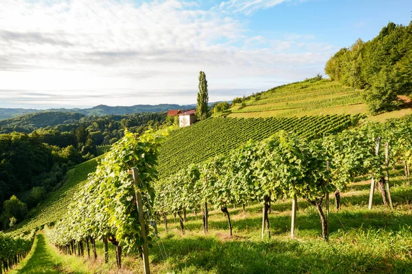 ブドウ畑を持つブドウ畑オーストリアのスタイリッシュなワイン道路に沿ってワイナリーの近くのワイン生産のためのヨーロッパ — ストック写真