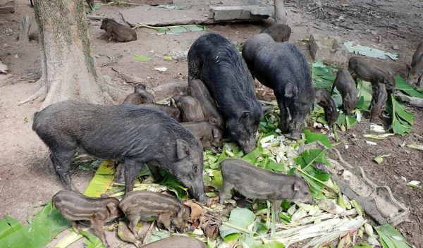 Famiglia di cinghiali, madre con maialini che mangiano cibo in fattoria — Foto Stock