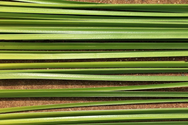 파피루스 추상 배경 녹색 잎 — 스톡 사진