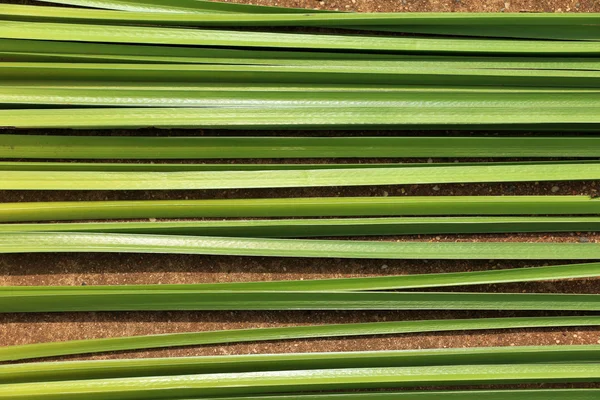 Foglia verde di Papiro sfondo astratto — Foto Stock