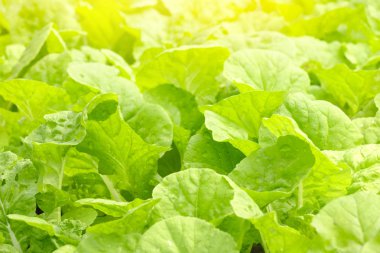 Bahçede büyüyen yeşil lahana