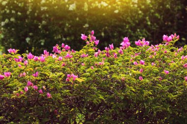 Begonvil pembe, parlak çiçek yeşil yaprakları ile 