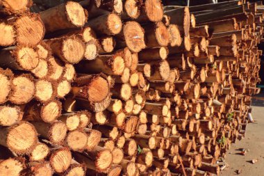 Okaliptüs bir yığın üzerinde günlükleri