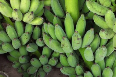 Ham muz Tayland meyve bahçesinden ekili