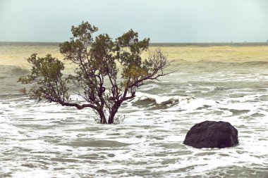 Beach erozyon, değişen nedeniyle sörf ağaçlarda düzeyleri gelgit.