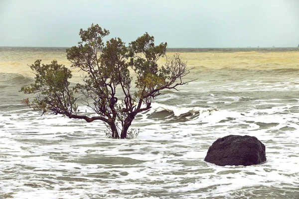 Beach erozyon, değişen nedeniyle sörf ağaçlarda düzeyleri gelgit.