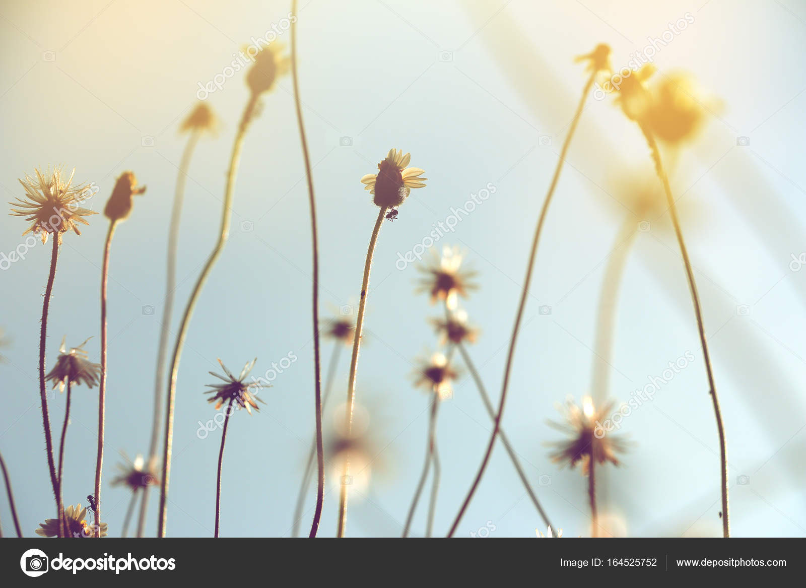 Download Silhouette of wild grass flowers with soft focus — Stock ...