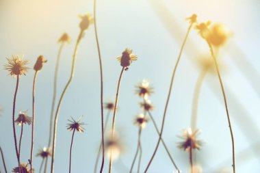 yabani otlar çiçek yumuşak odak silüeti