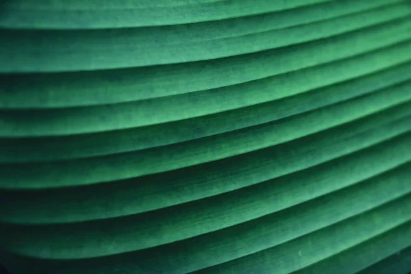 Striped texture of green palm leaf, abstract of banana leaf background. — Stock Photo, Image