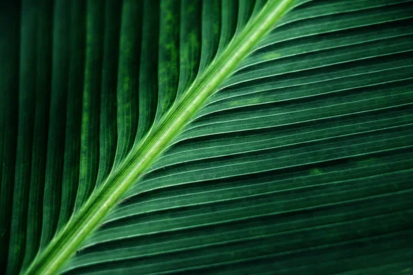 Texture a strisce di foglia di palma verde, astratto di fondo foglia di banana — Foto Stock