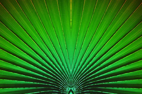Foglia di plam striscia verde per sfondo astratto natura — Foto Stock