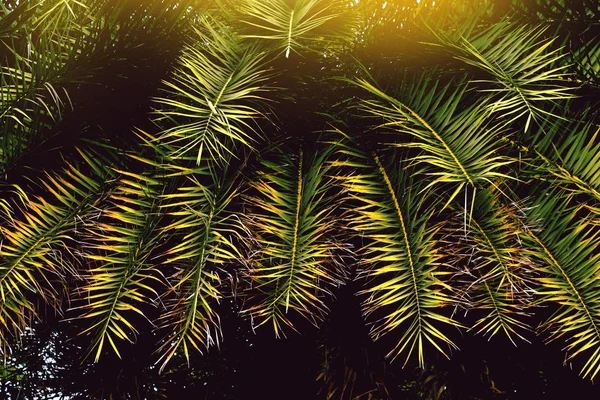 Rayé de feuille de palmier pour fond de texture abstraite — Photo
