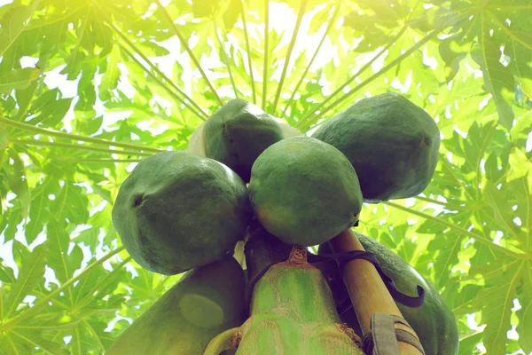 Grupo verde de mamão na árvore — Fotografia de Stock