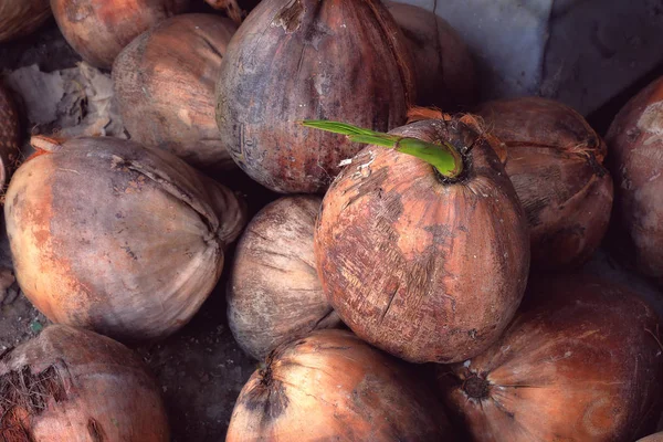 Mudas de coco para plantio . — Fotografia de Stock