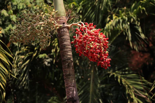 Noz de betel vermelho na palmeira . — Fotografia de Stock