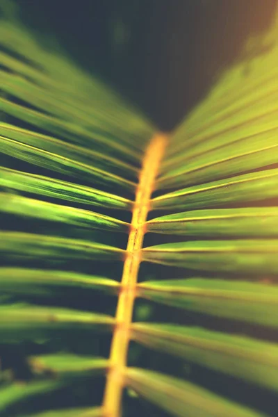 Gestreept blad patroon, abstracte groene textuur achtergrond — Stockfoto