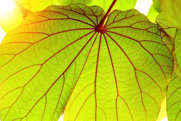 Ljusa gröna bladmönster på träd med ljus — Stockfoto