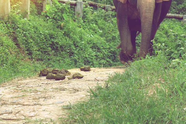 Excrement of elephant on ground in elephant camp can be make to paper — Stock Photo, Image