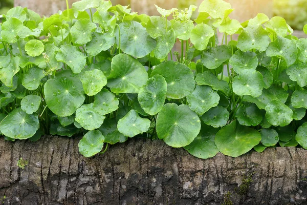 Gotu Kola, Asya Pennywort, Centella asiatica, bahçede yeşil yaprakları