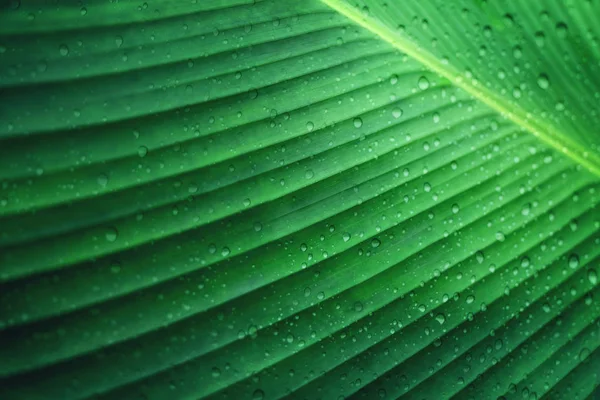 Goccia d'acqua su foglia di banana verde per sfondo naturale — Foto Stock