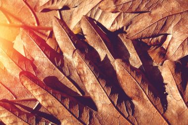 ışık ve gölge doku soyut doğa arka plan için kahverengi kuru yaprakların