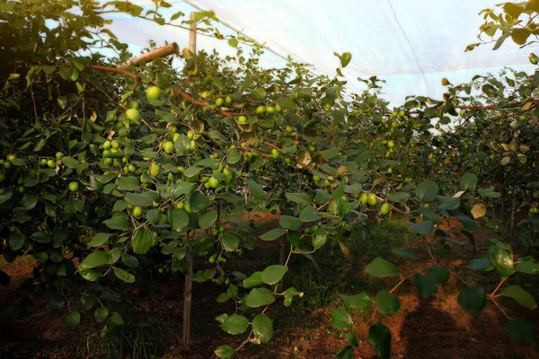 jujube tree, fresh green organic fruit for healthy in garden fruit